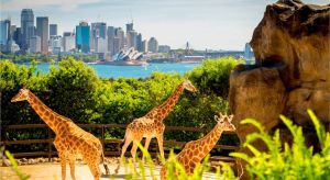 Dentist in Melbourne Partner Attractions